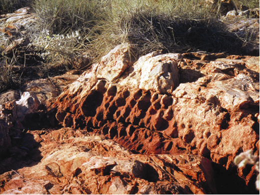 Archaean stromatolites from the 3430 million year old Strelley Pool Group in the Pilbara region. Photo courtesy, Geological Survey of Western Australia